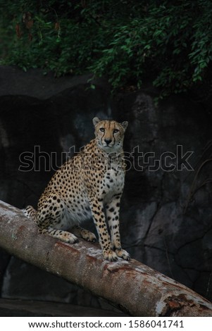 Cheetah in artificial habitat at modern zoo.