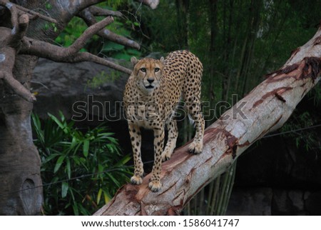 Cheetah in artificial habitat at modern zoo.