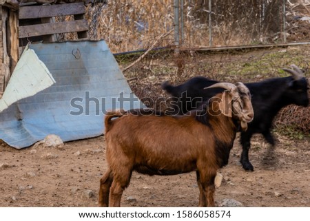 Closeup of large brown black Bengal goat standing in front of fence with black goat behind. Black goat has motion blur from slow shutter speed.