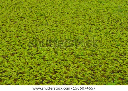  Salvinia cucullata Roxb. ex Bory,Weeds on the surface that make the water source shallow.