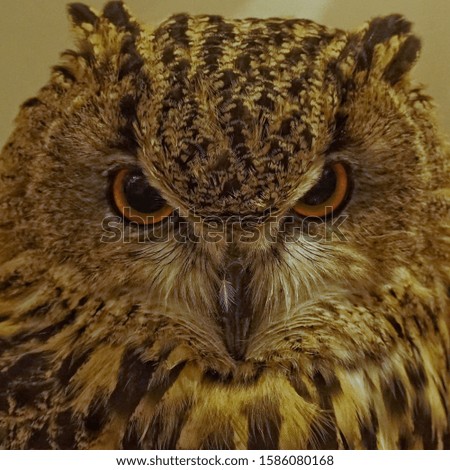 Brown owl with orange eyes