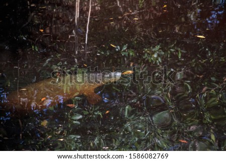 Baby manatee trichechus manatus latirostris hiding among the mangroves in Fort Myers, Florida