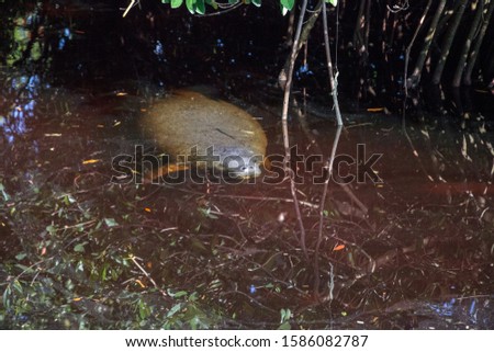Baby manatee trichechus manatus latirostris hiding among the mangroves in Fort Myers, Florida