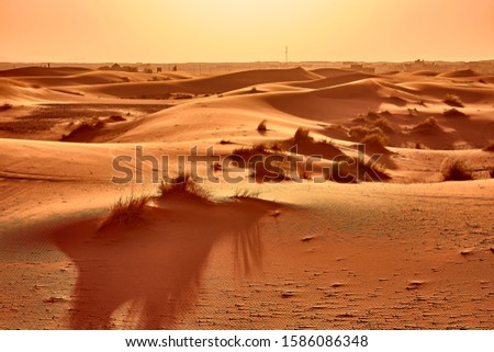 Yellow sand dunes and dark dry grass in Sahara desert, Erg Chebbi, Morocco
