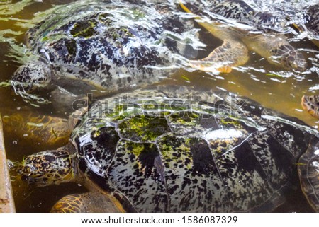 turtle floating in the water, Turtle in the clear water in Bali Indonesia
