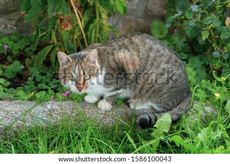 Beautiful grey and white cat with green eyes looking at the camera. the animal has tiger stripes on her back and its standing outside on grass with green plants on the background, waiting to be feed