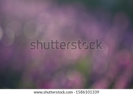 Selective focus pink flower background.Blurred flower meadow.