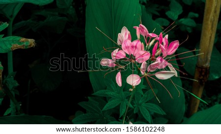 Fresh pink cat's whiskers flower look beautiful 
