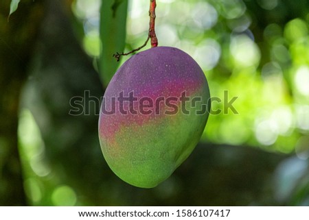 Beautiful mangoes on the tree, delicious, juicy.