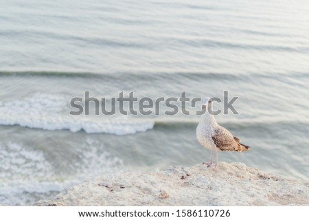 Close up of a curious seagull bird walking on a cliff rocks rural natural outdoors coastal environment background