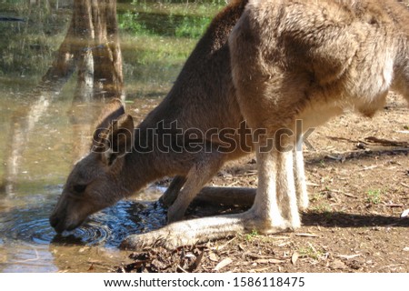 Australian small Kangaroo drinking water