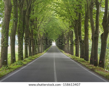Tree lined country road  Royalty-Free Stock Photo #158613407