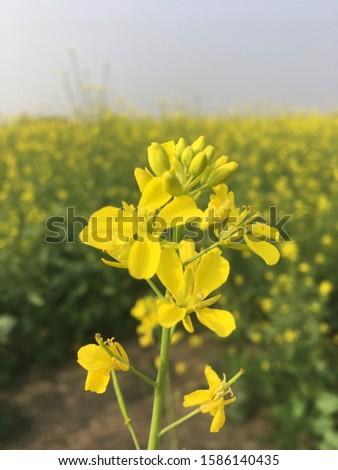 Mustard yellow flower closeup image