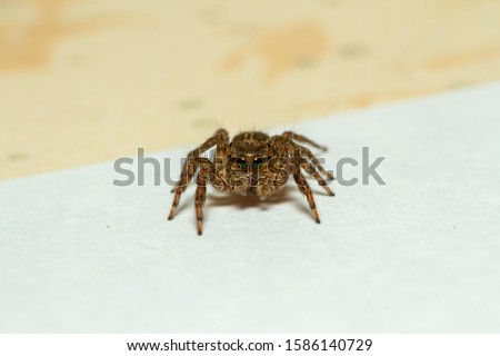 A common house jumping spider. A macro shot with high magnification.