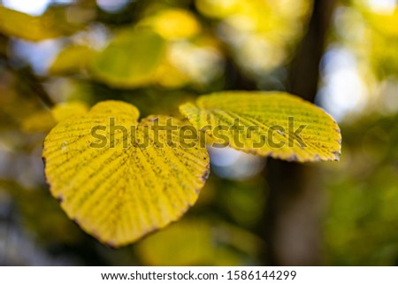 Two yellow leaves of the tree in the forest showing pattern and lines on the leaves with background and bokeh during autumn 