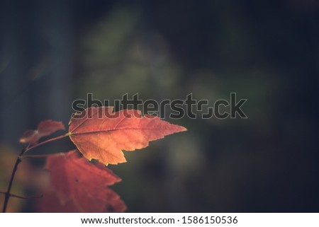 Red Maple in Fall Colors