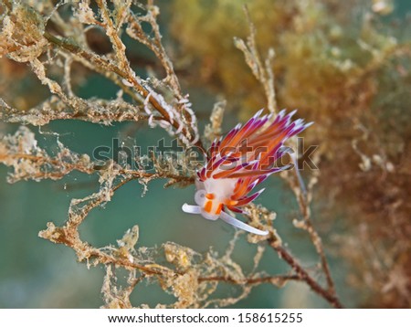 Sea slug, Blau weiss rote Fadenschnecke (Cratena peregrina)