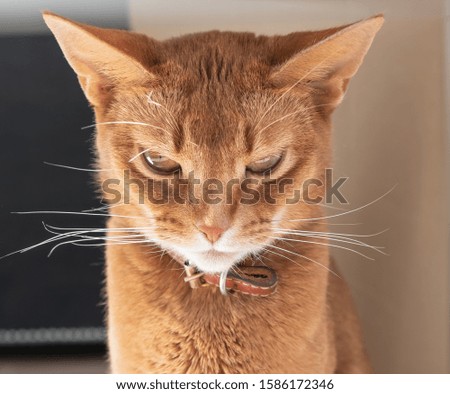 
beautiful red cat sitting close up