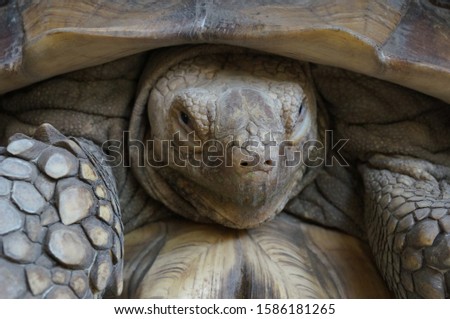    The face of a large turtle                            