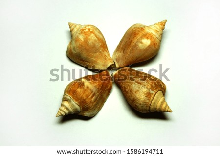 Sea shells on a white background                            