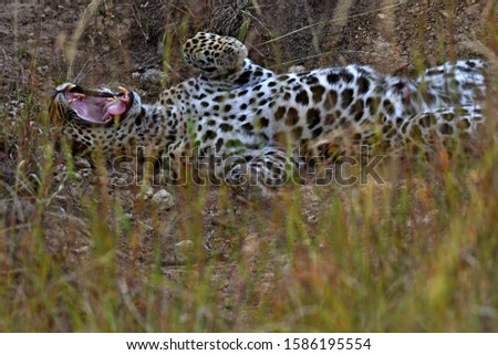 Leopards Often regarded as a shy, nocturnal animal, sightings of leopard  can occur even in the middle of the day and in the aasai Mara they are most likely to be encountered resting in a tree.