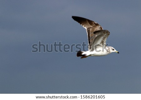 seagulls on the shore of the Mediterranean Sea