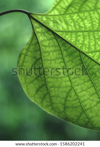 leaf abstract photography,selective focus,conceptual background
