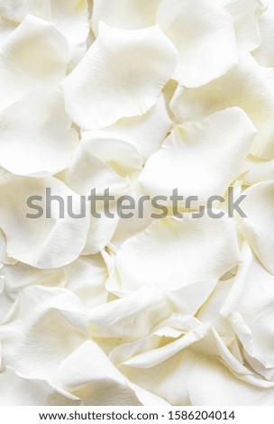 White rose petals. Valentine's day background. Flat lay, top view