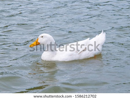 White duck swimming in the pond 