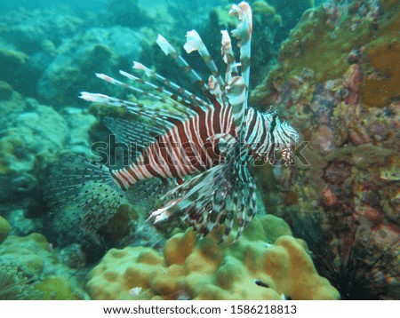 Lionfish is characterized by conspicuous warning coloration with red, white, creamy, or black bands, showy pectoral fins, and venomous spiky fin rays.