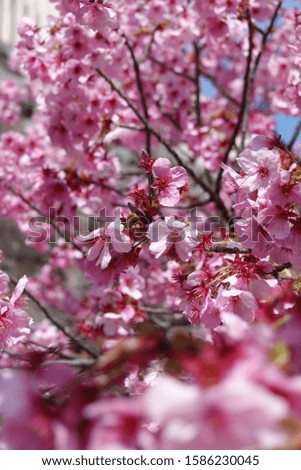 Japanese spring Sakura pictures (cherry blossoms)