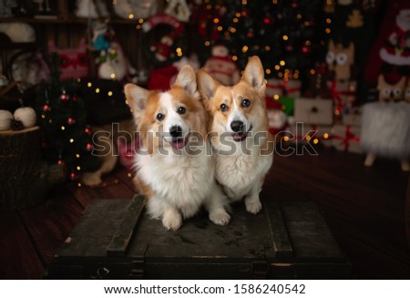 A Christmas scene with beautiful bokeh in the background with wonderful Welsh Corgi Pembroke dogs