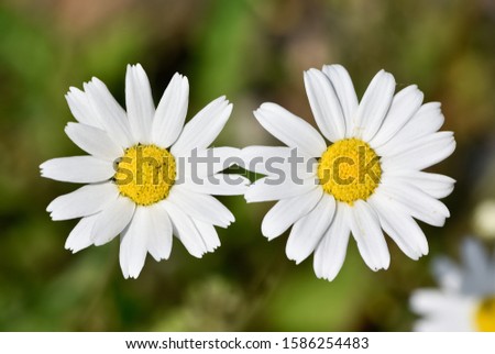 white daisy flower in natural life