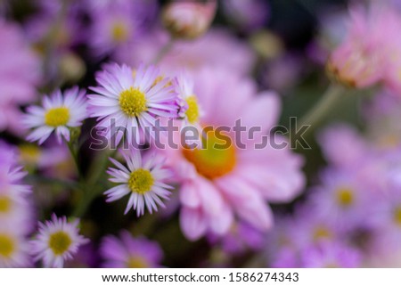 Pink flower garden, Selling flowers, Garden decoration, Tree business, Congratulate