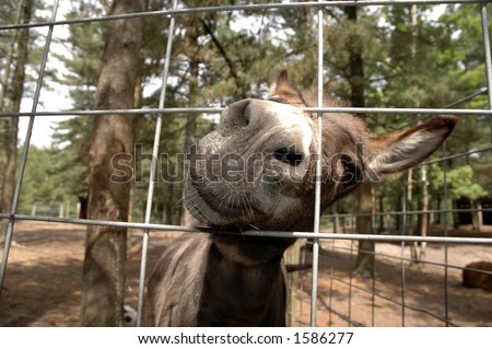 A wide-angle picture of a donkey poking its nose through a fence.