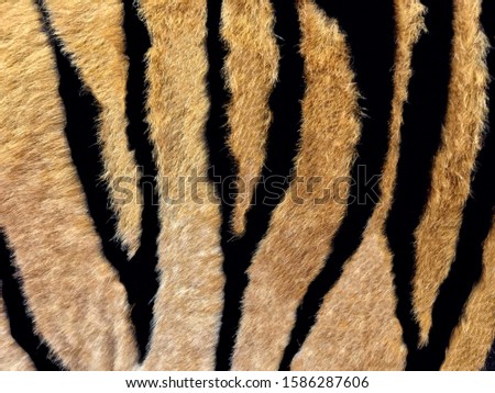 Background photo color of tiger fur. Close-up view of wild tiger hair pattern. Animal leather skin and fur pattern for wallpaper design and art work backdrop.