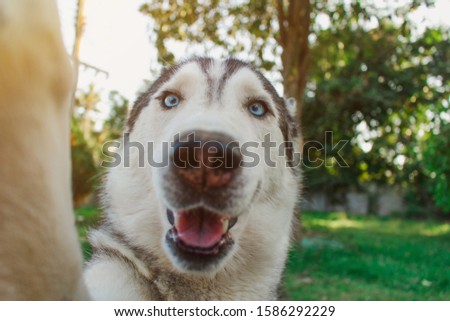 Siberian husky dog is taking a selfie by smartphone.It makes the face very funny.