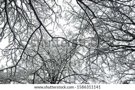 Snow covered tree branches against the sky. Trees in the snow in winter.
