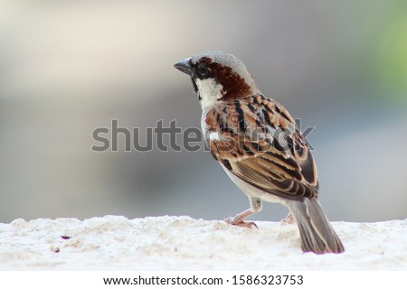 House sparrow, Wardha, Maharashtra India
