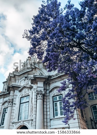 Blossom in Lisboa city, Portugal