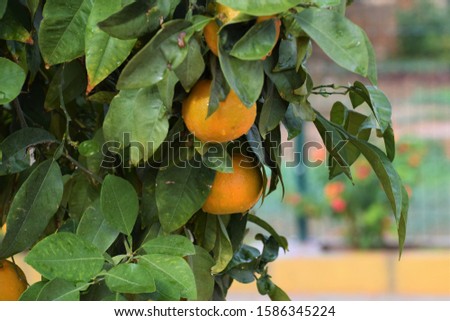 Citrus Tree Garden in Cyprus