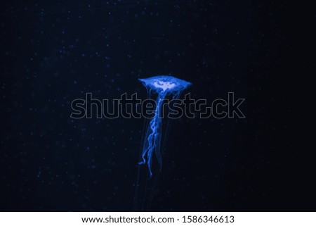 Jellyfish in the showcase at the aquarium