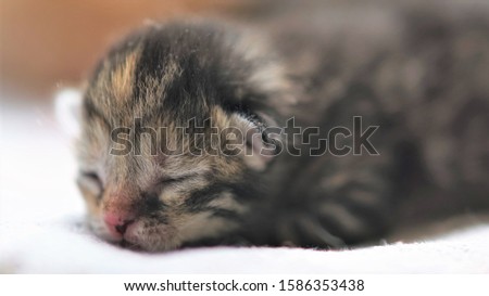 Cute tabby newborn kitten sleeping, baby animal sleep, closeup face