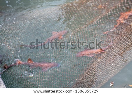 Red sharks in the fishing cage,KohYaoNoi,PhangNga,Thailand