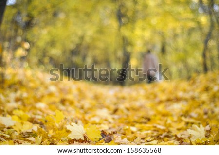 autumn forest colors