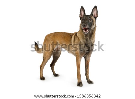 Thoroughbred Belgian shepherd dog Malinois standing on a white background
