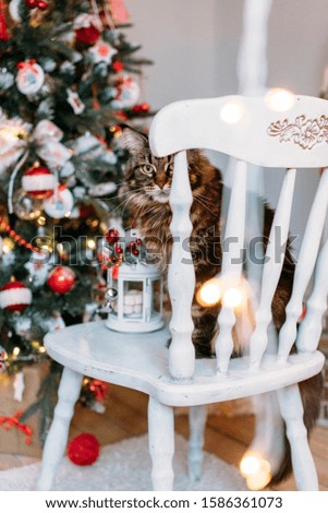 Maine coon cat on the background of the Christmas tree. Pet sits on a wooden chair near the Christmas lantern and red ball