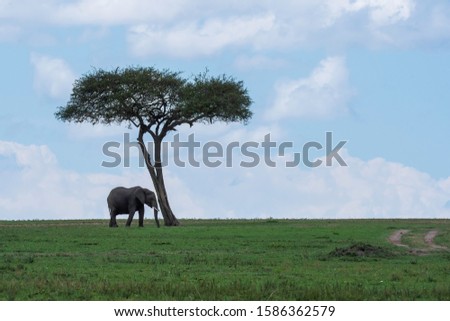An elephant family standing near an acacia tree in the plains of africa inside Masai Mara National Park during a wildlife safari