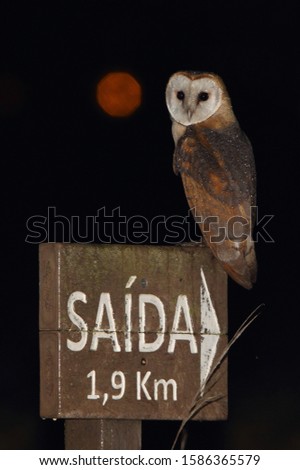 Barn owl with the first lights of the night, raptors, birds
