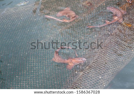 Red sharks in the fishing cage,KohYaoNoi,PhangNga,Thailand